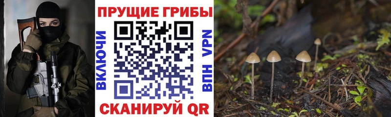 Галлюциногенные грибы Cubensis  Железногорск-Илимский 